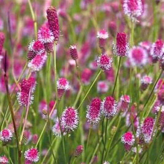 Кровохлебка лекарственная "Pink Tanna"