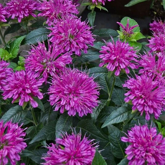 Монарда гибридная "Purple Lace"