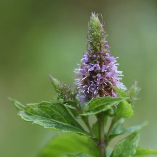 Мята "Garden Mint"