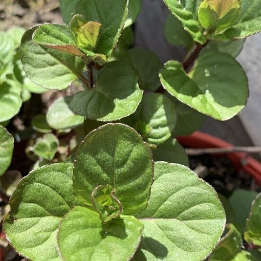 Мята "Mandarin Mint"