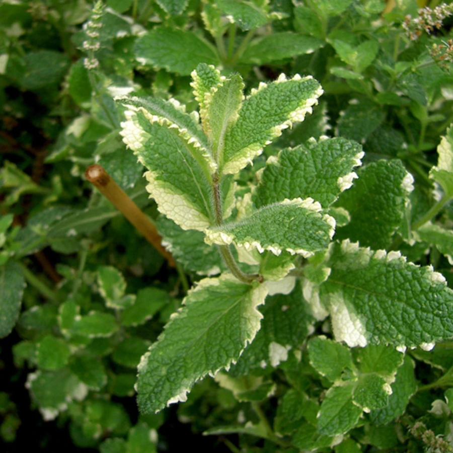 Мята ананасная "Variegata"