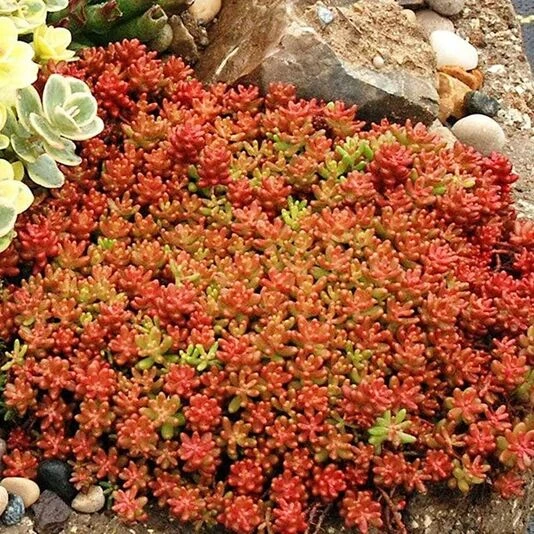 Очиток белый "Coral Carpet"