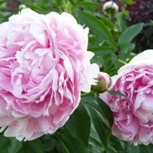 Пион молочноцветковый "Sarah Bernhardt"