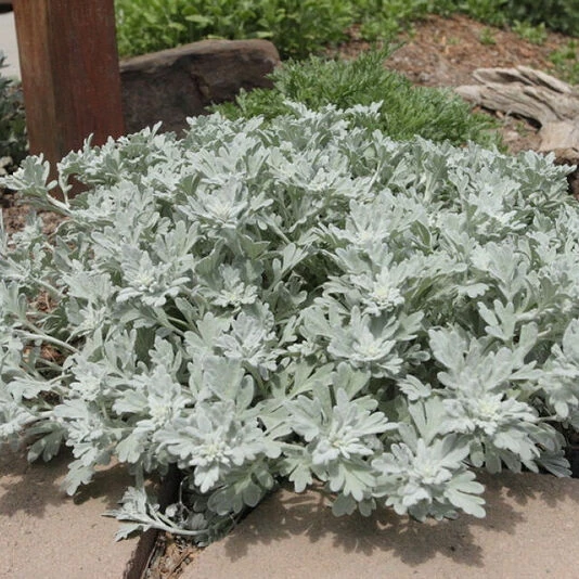 Полынь Стеллера "Silver Brocade"