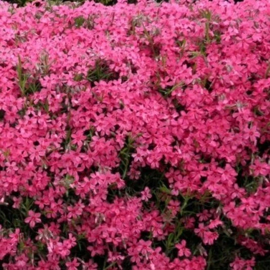 Флокс шиловидный "Atropurpurea"