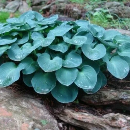 Хоста гибридная "Blue Mouse Ears"