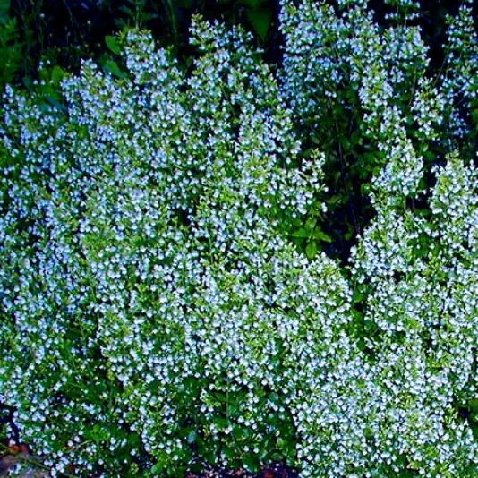 Душевник котовниковый 'Blue Cloud'