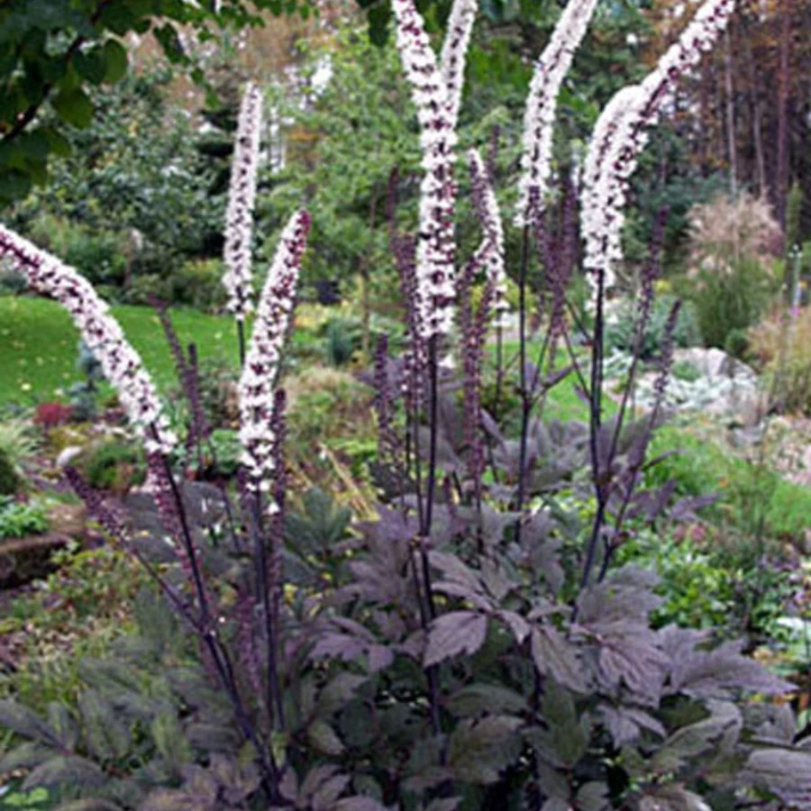 Клопогон ветвистый 'Atropurpurea'