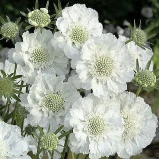 Скабиоза кавказкая 'Fama White'