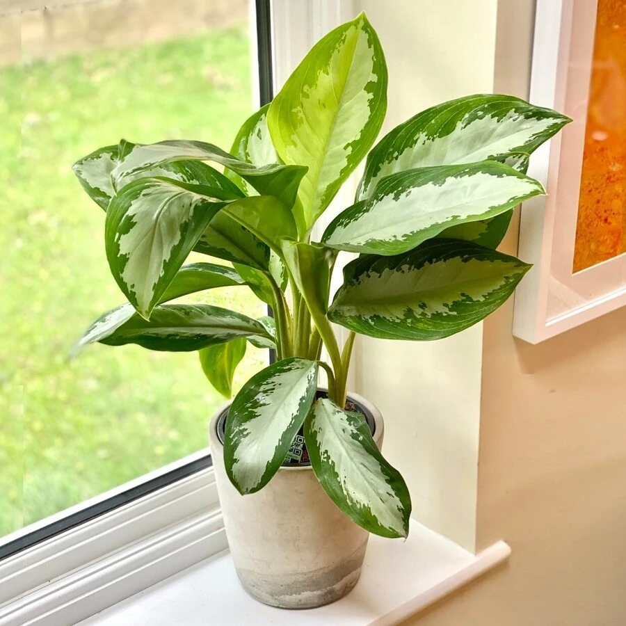 Аглаонема First Даймон Aglaonema First Diamond 