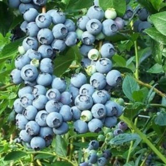 Голубика 'Northland'
