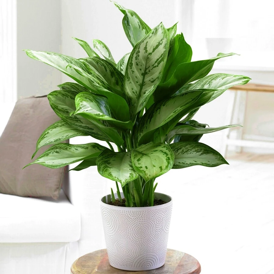 Аглаонема Мария Кристина Aglaonema Maria Christina