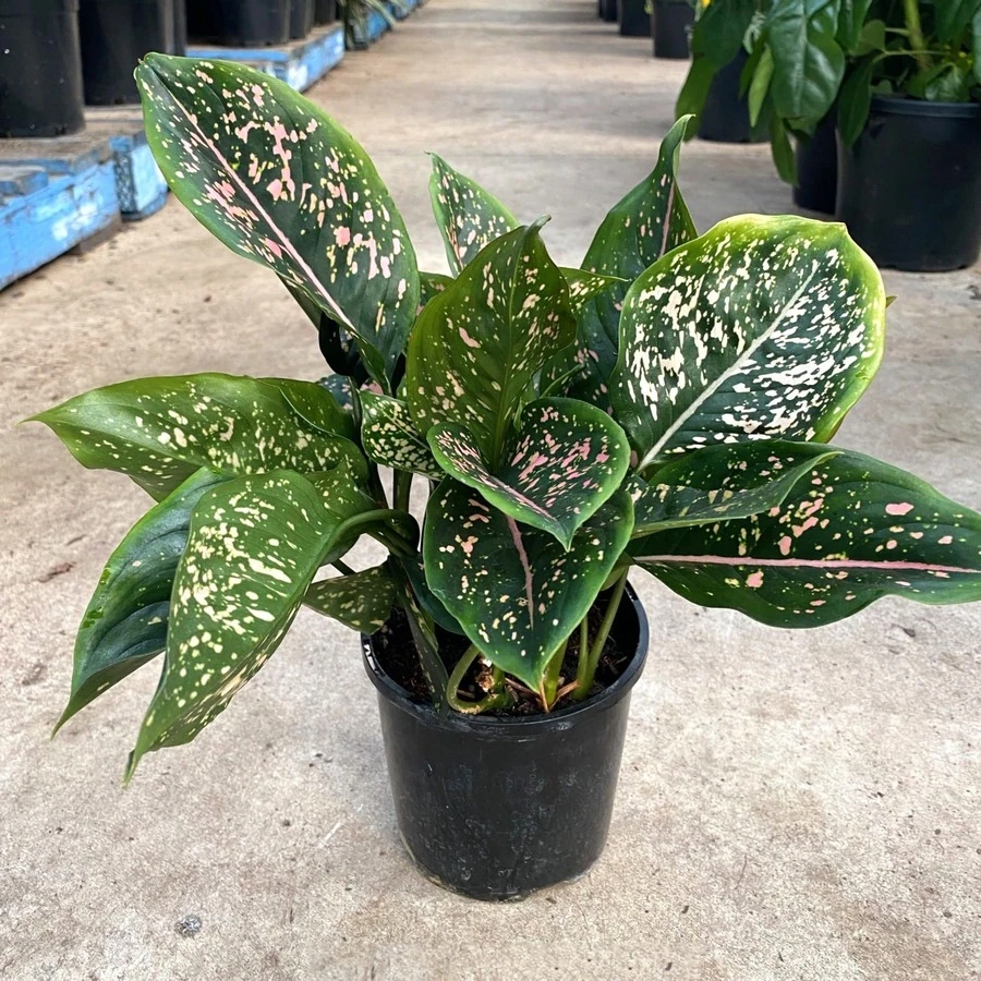 Аглаонема Пинк Леопард Aglaonema Pink Leopard