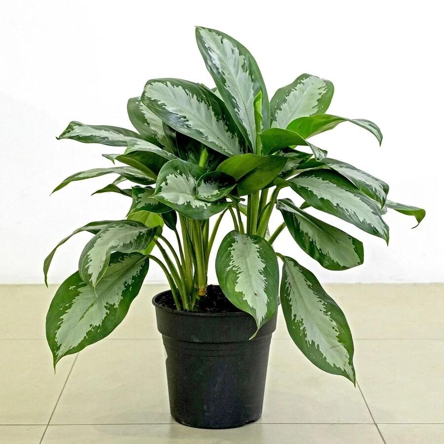 Аглаонема Сильвер Мун Aglaonema Silver Moon