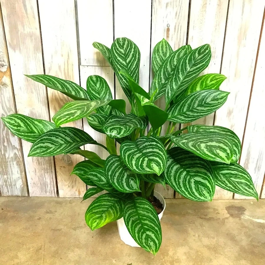 Аглаонема Страйпс Aglaonema Stripes