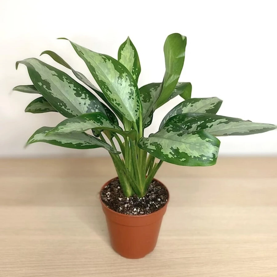 Аглаонема Джубили Компакта Aglaonema Jubilee Compacta
