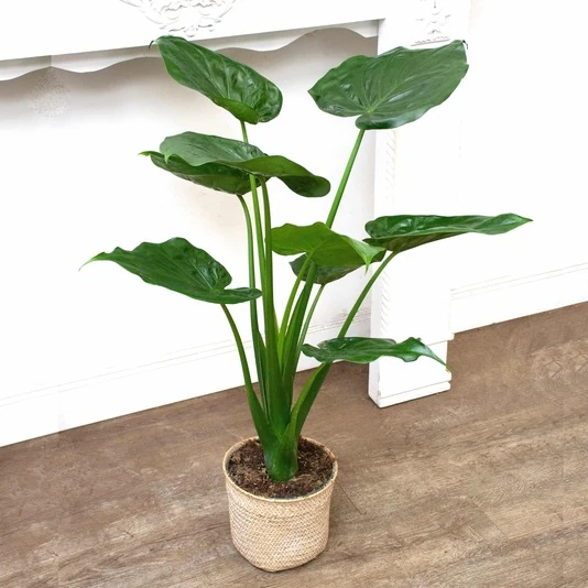 Алоказия Кукулата Alocasia Cucullata