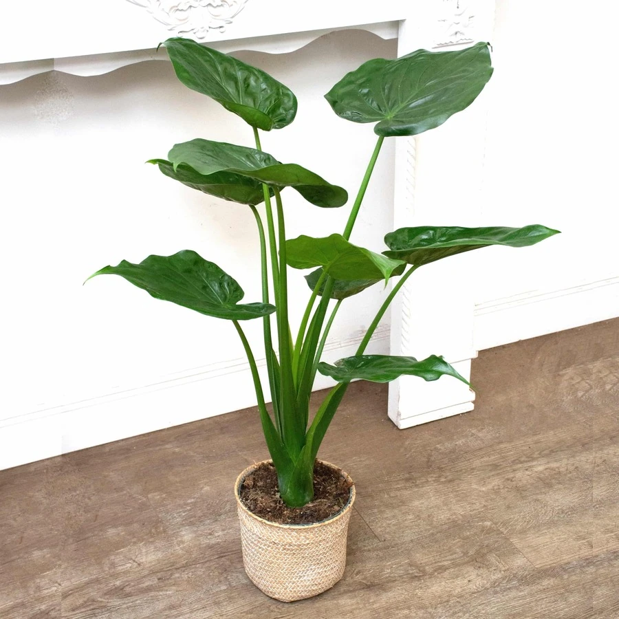 Алоказия Кукулата Alocasia Cucullata