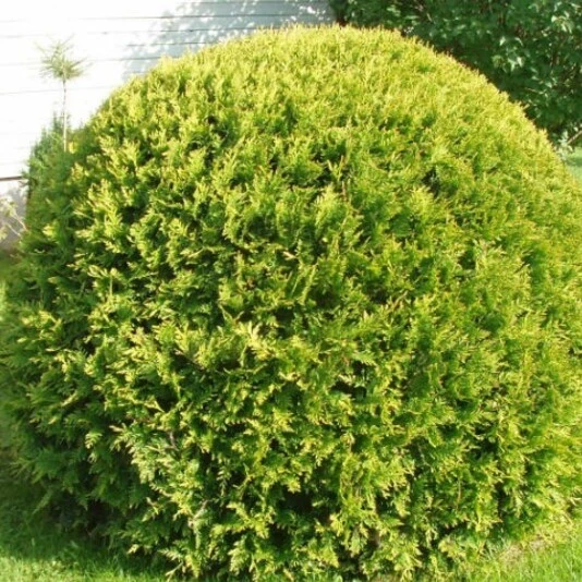 Туя западная "Golden Globe"