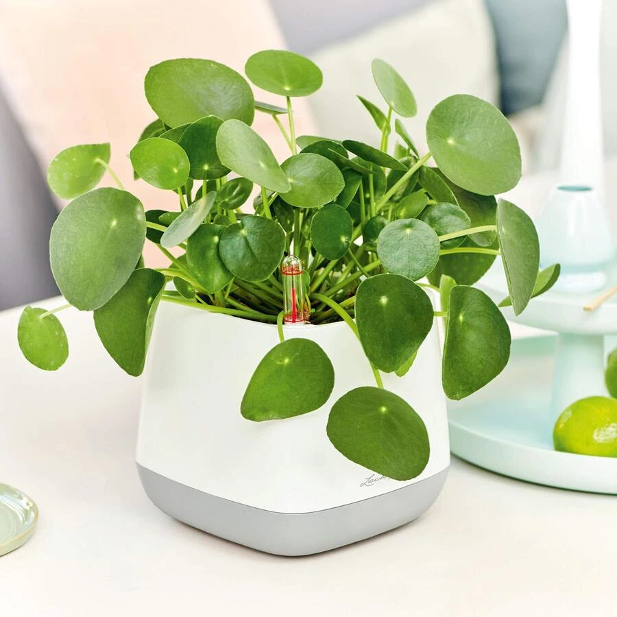 Lechuza Yula Planter