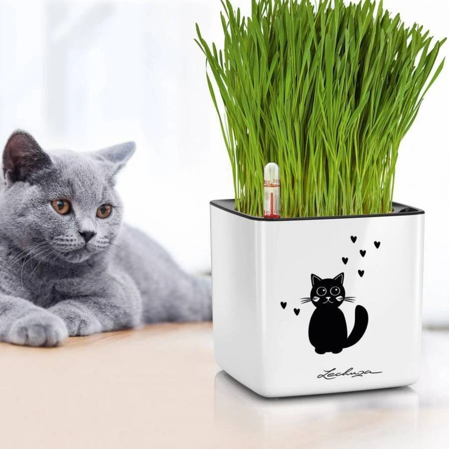 Lechuza Cube Glossy Cat 