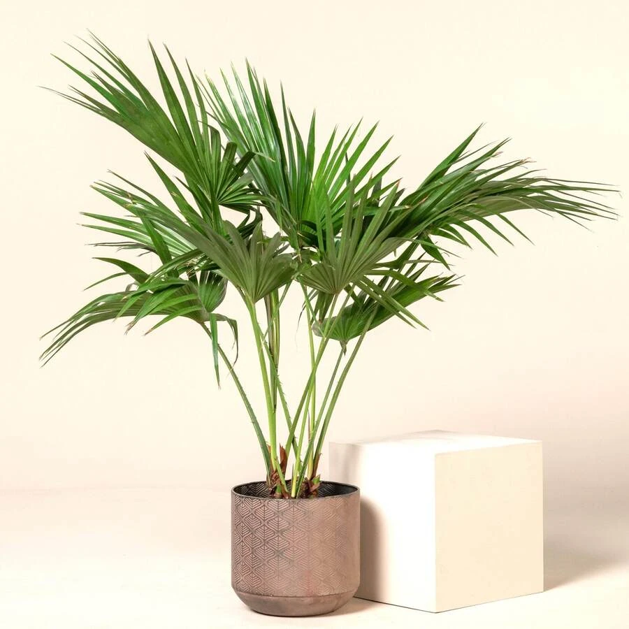 Ливистона Китайская Livistona Chinensis