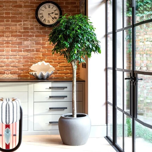Фикус Бенджамина Даниэль штамб Ficus Benjamina Danielle on stem