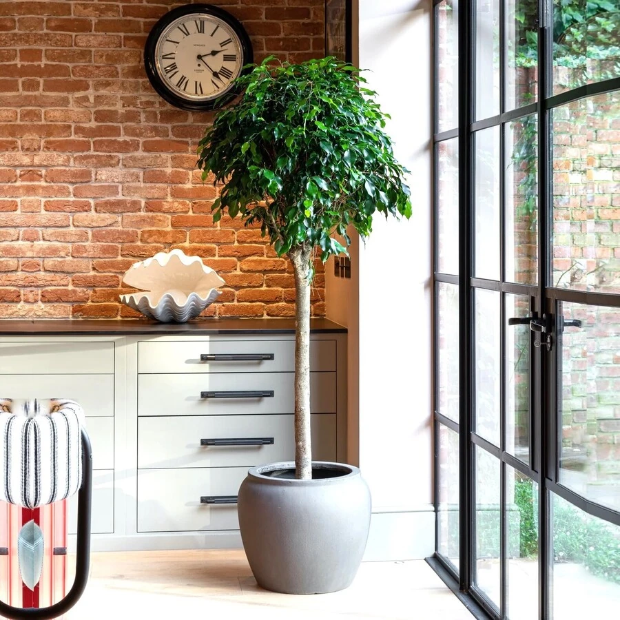 Фикус Бенджамина Даниэль штамб Ficus Benjamina Danielle on stem