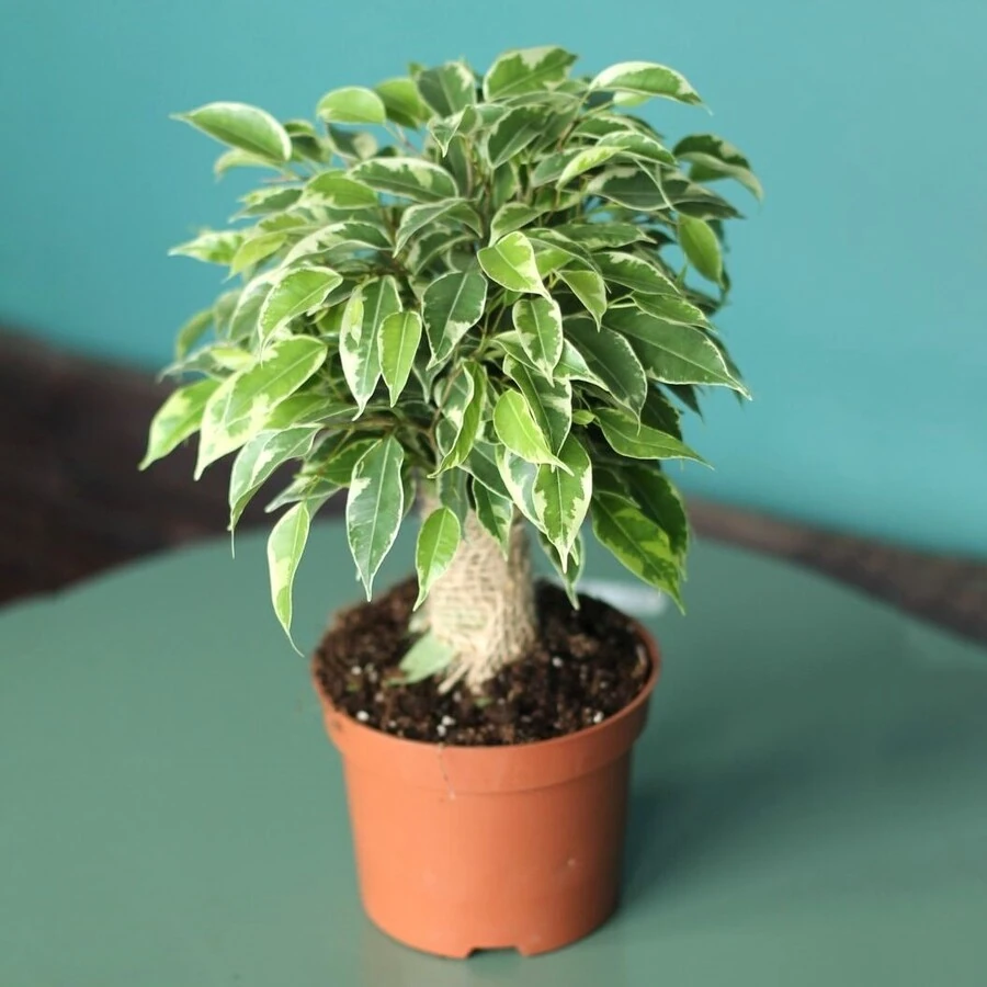 Фикус Бенджамина Кинки в джуте Ficus Benjamina Kinky Jute