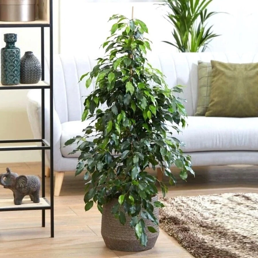 Фикус Бенджамина Миднайт Леди Ficus Benjamina Midnight Lady