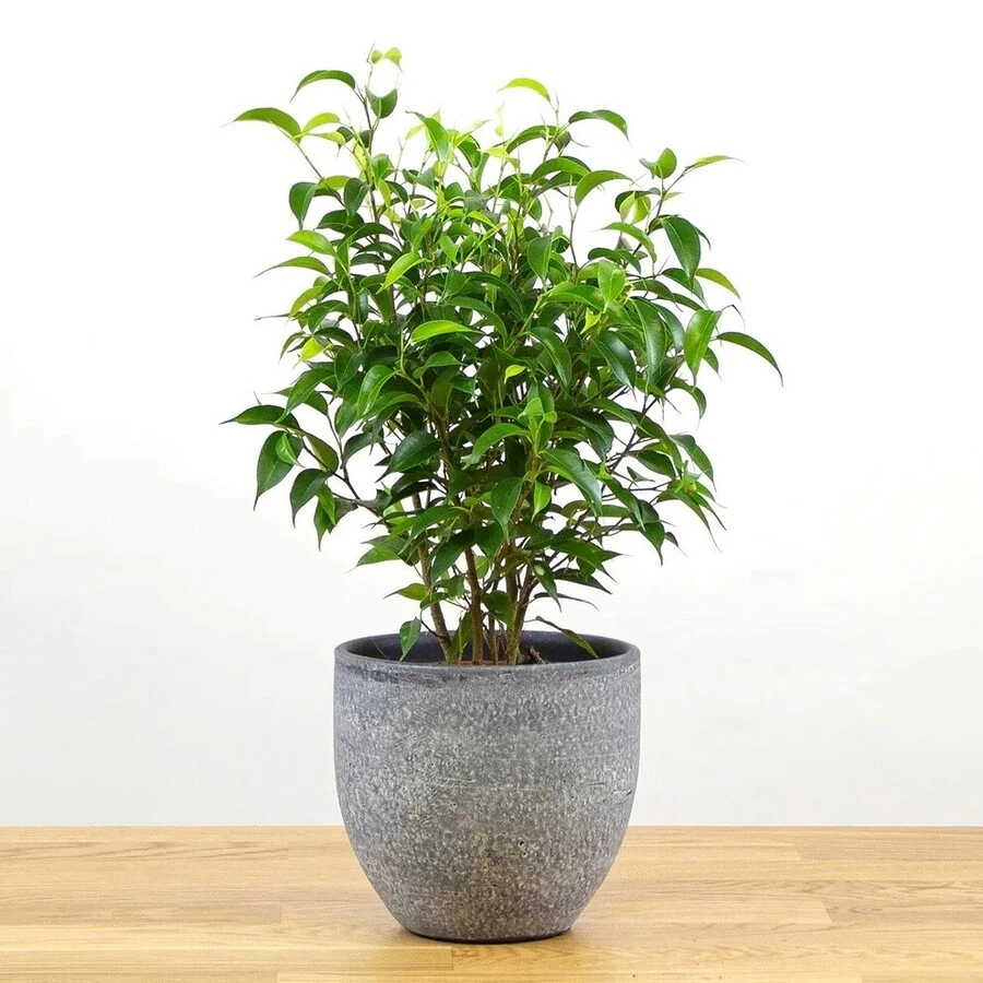 Фикус Бенджамина Наташа Ficus Benjamina Natasja