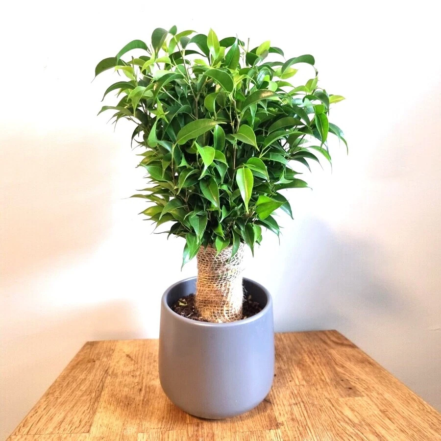 Фикус Бенджамина Наташа в джуте Ficus Benjamina Natasja Jute