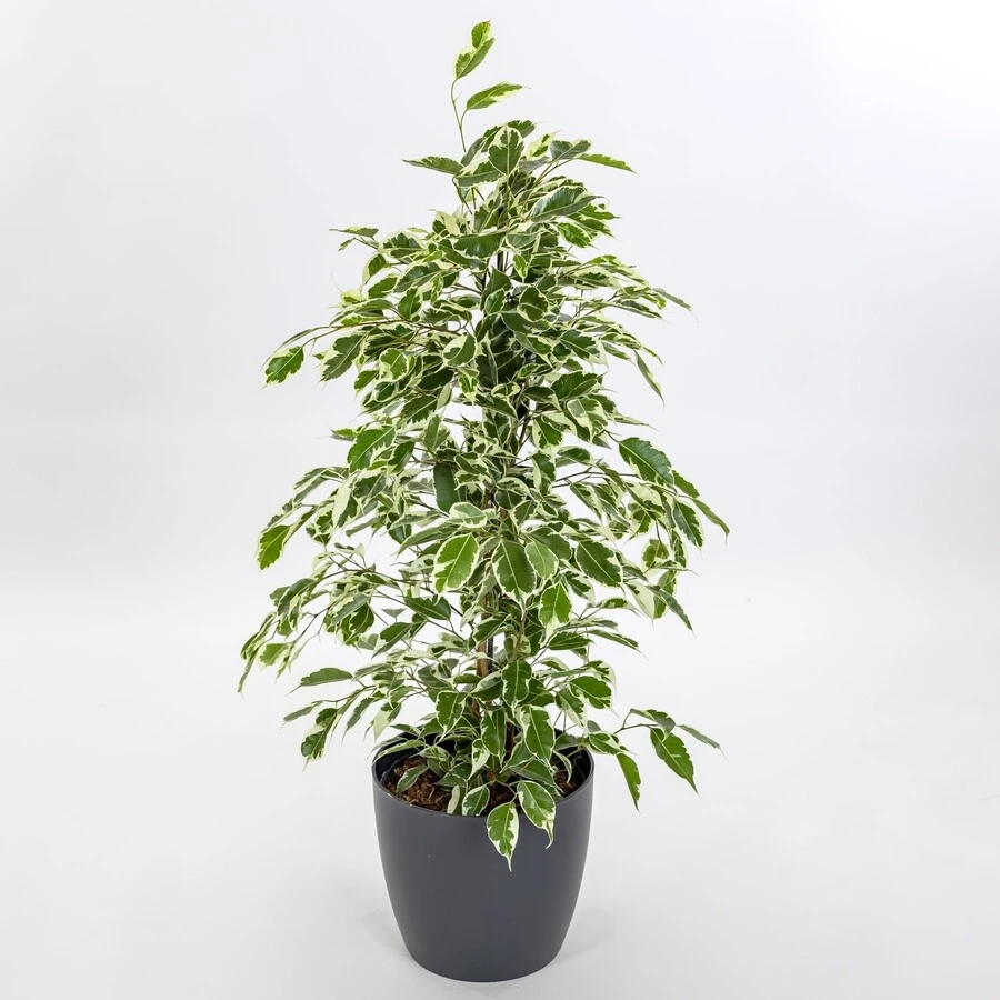 Фикус Бенджамина Твайлайт Ficus Benjamina Twilight