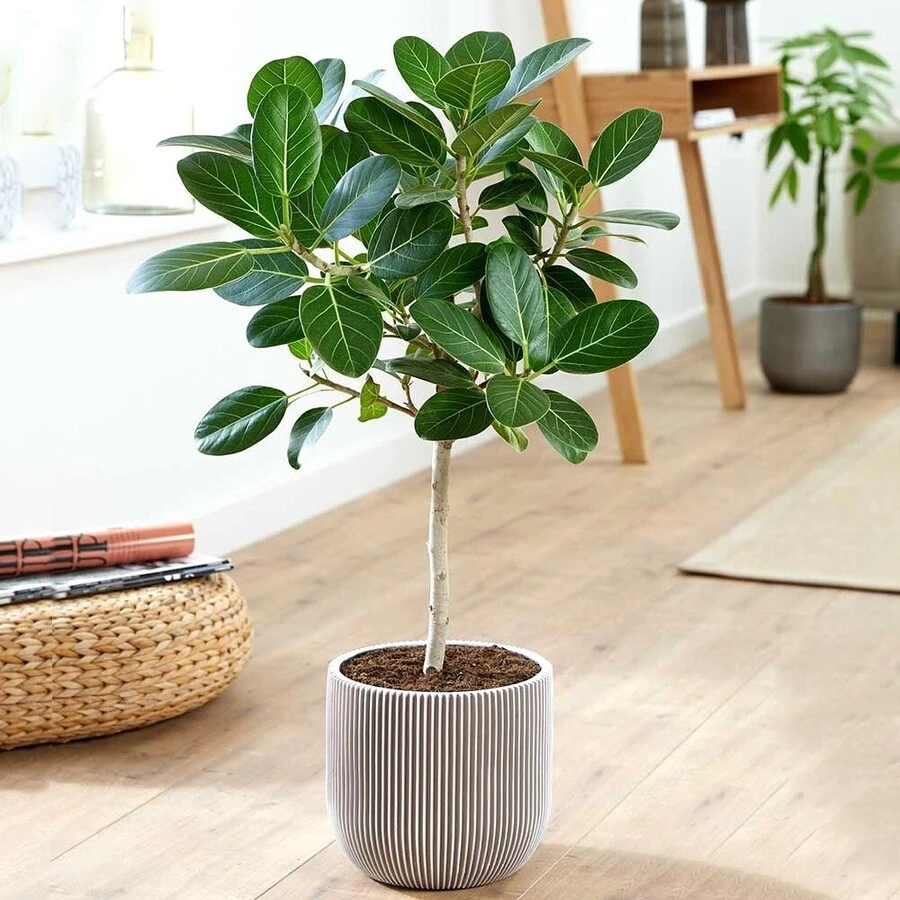 Фикус Бенгальский Одри штамб Ficus Benghalensis Audrey on stem