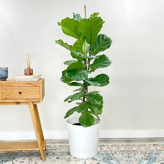 Фикус Лирата Ficus Lyrata