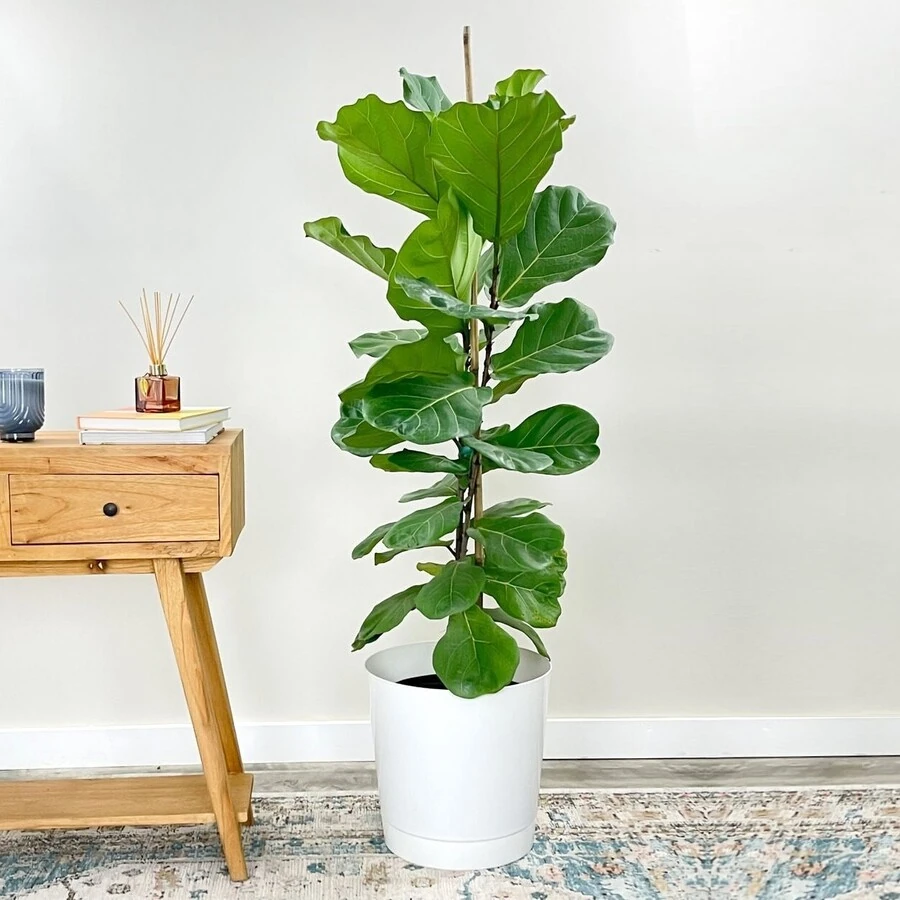 Фикус Лирата Ficus Lyrata
