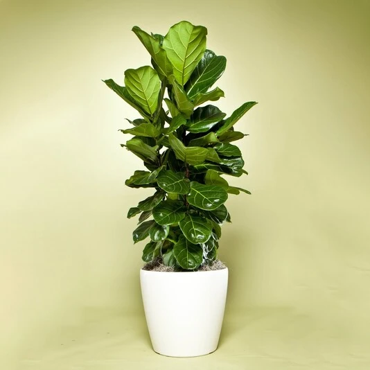 Фикус Лирата многоствольный Ficus Lyrata