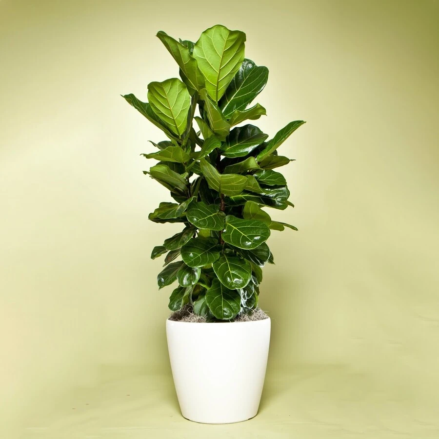 Фикус Лирата многоствольный Ficus Lyrata