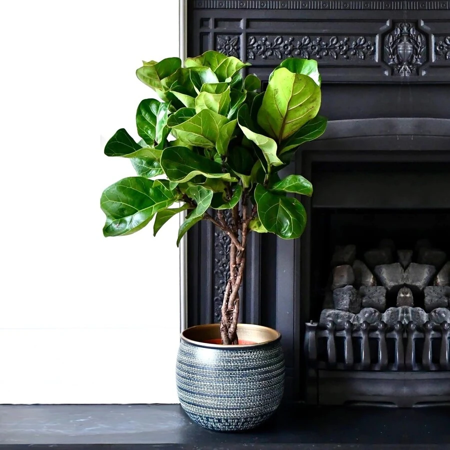 Фикус Лирата переплет Ficus Lyrata Twisted Stem