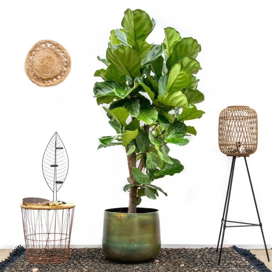 Фикус Лирата разветвленный Ficus Lyrata Branched