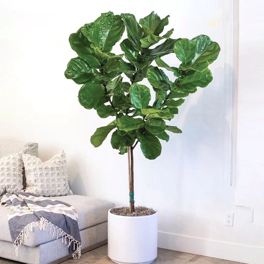 Фикус Лирата штамб Ficus Lyrata on stem