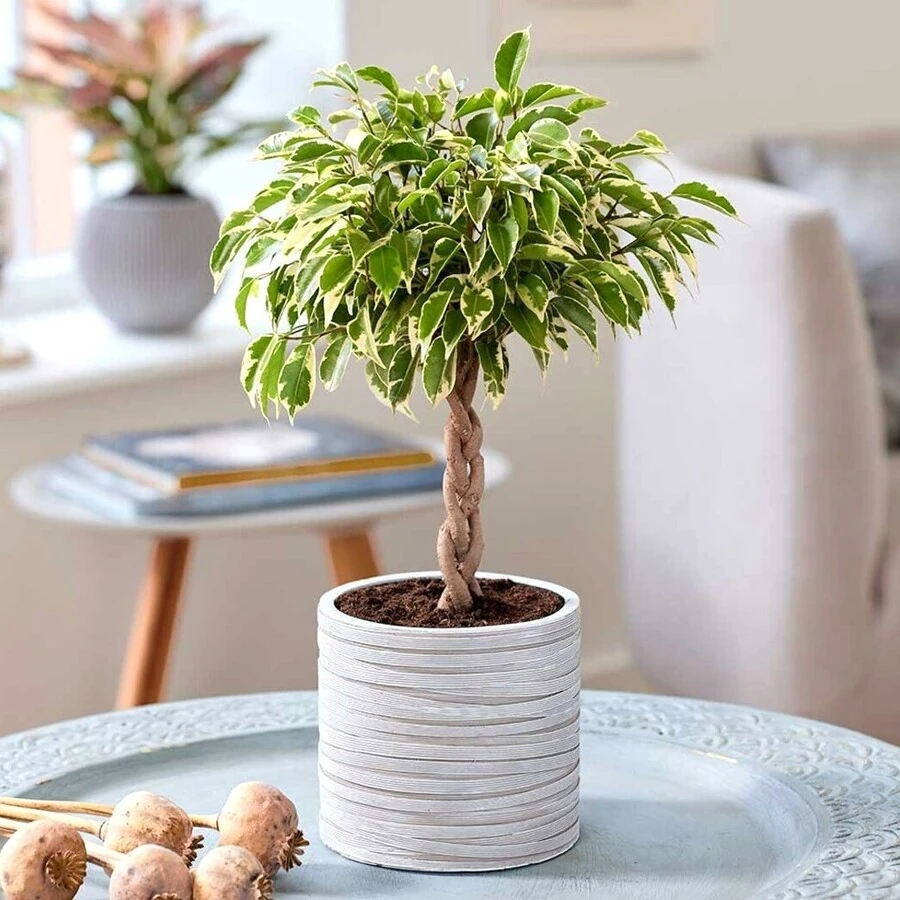 Фикус Бенжамина Кинг переплет Ficus Benjamina  King Twisted Stem