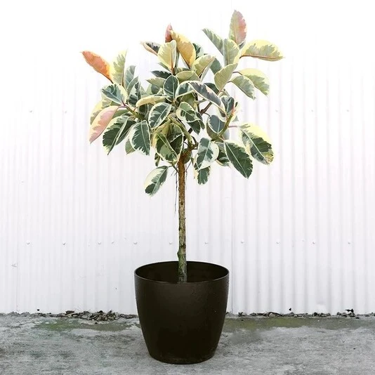 Фикус Эластика Тинеке штамб Ficus Elastica Tineke