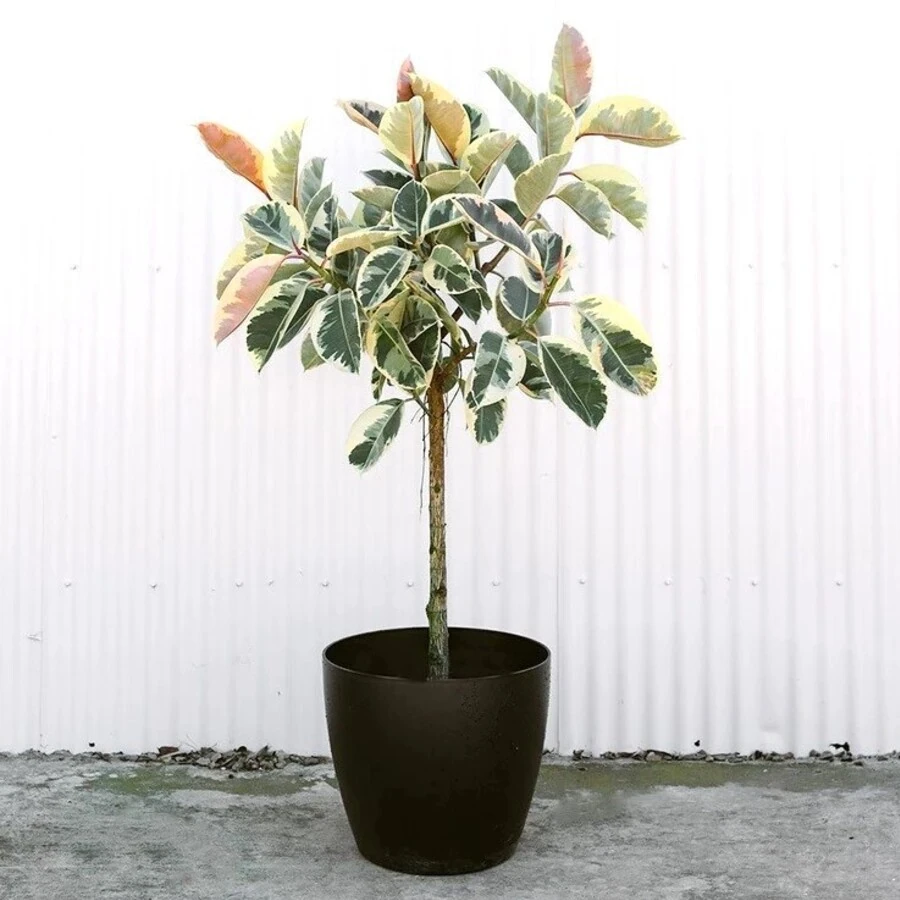 Фикус Эластика Тинеке штамб Ficus Elastica Tineke