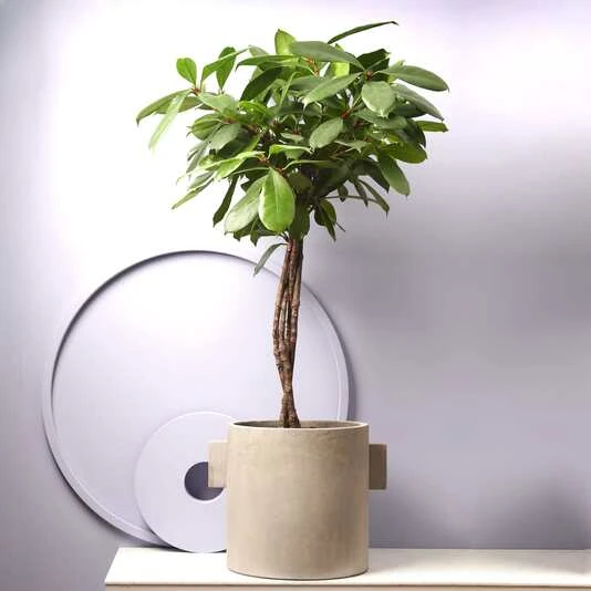 Фикус Циатистипула переплет Ficus Cyathistipula Twisted Stem