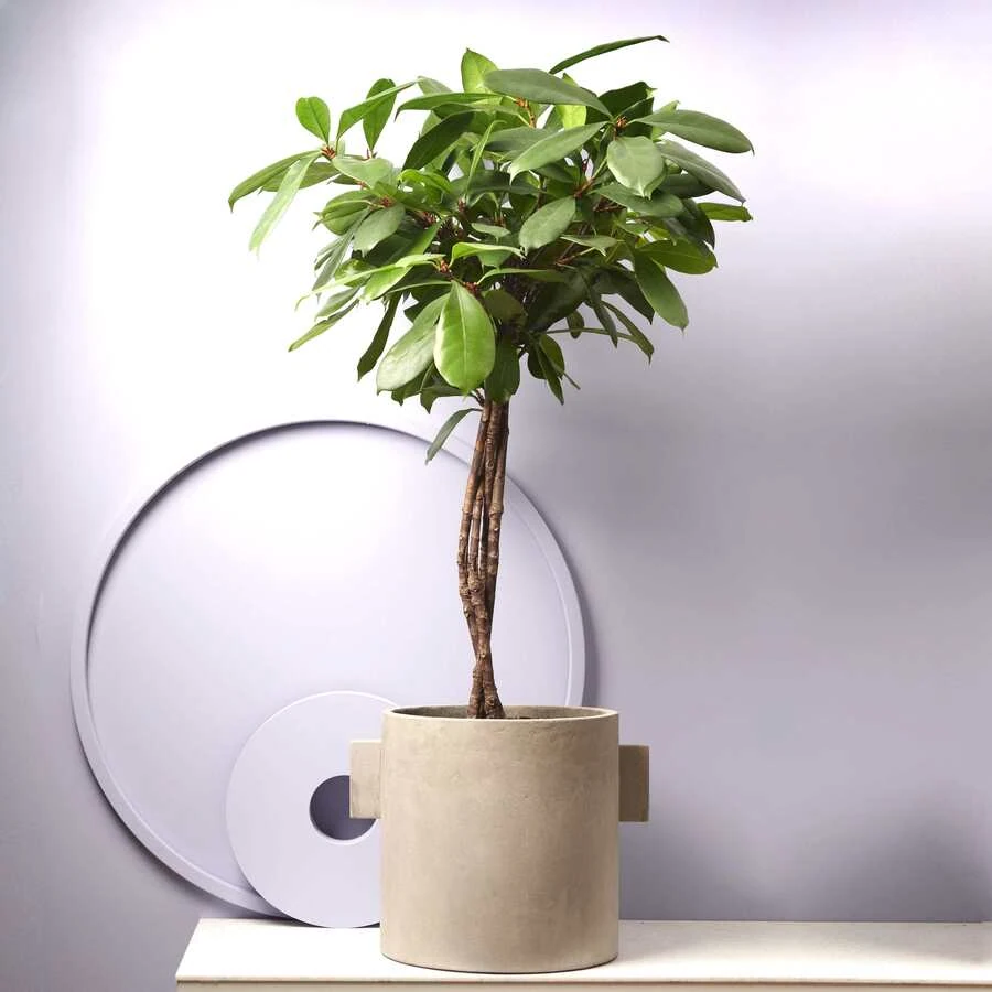 Фикус Циатистипула переплет Ficus Cyathistipula Twisted Stem