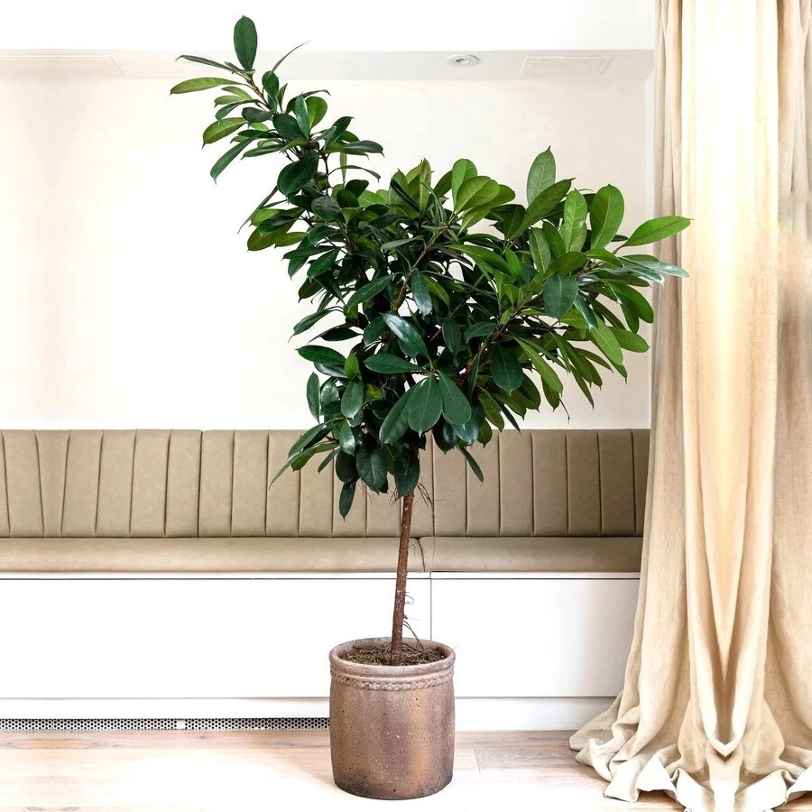 Фикус Циатистипула штамб Ficus Cyathistipula on stem