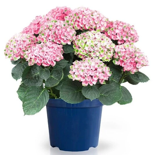 Гортензия Крупнолистная Меджикал Революшн Пинк Hydrangea Macrophylla Magical Revolution Pink