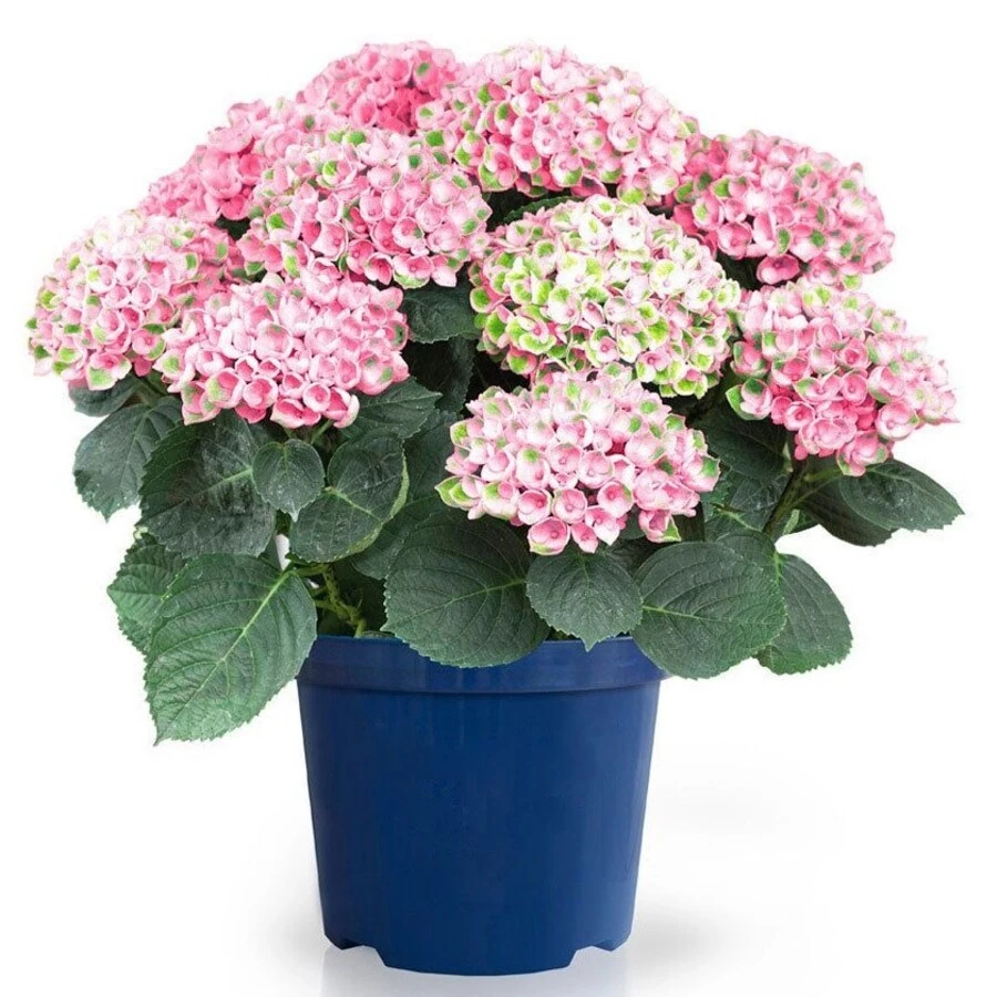 Гортензия Крупнолистная Меджикал Революшн Пинк Hydrangea Macrophylla Magical Revolution Pink