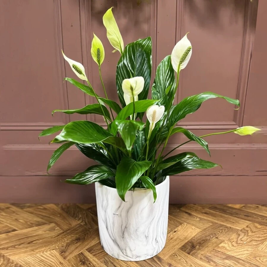 Спатифиллум Изабелла Spathiphyllum Isabella